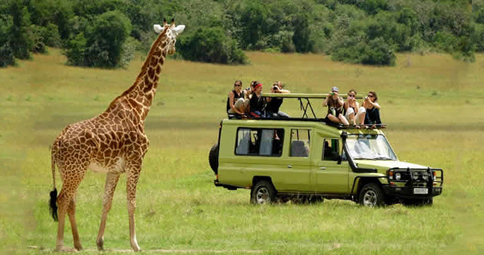 8 Days Self Drive Uganda Gorilla Trekking, Wildlife Safari