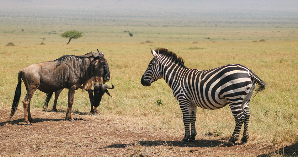 9 Days – Masai Mara (4 nights), Lake Naivasha and Amboseli