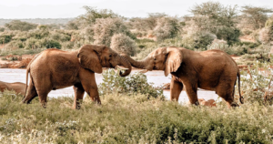 9 Days - Masai Mara (5 nights), Lake Naivasha and Amboseli