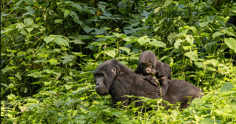 1 Day Uganda Gorilla Trek from Kigali