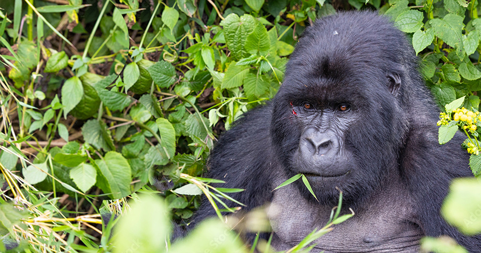 11 Days Uganda Chimps, Wildlife Safari and Gorilla Trekking Adventure