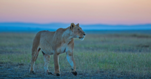 6 Days – Masai Mara and Lake Naivasha