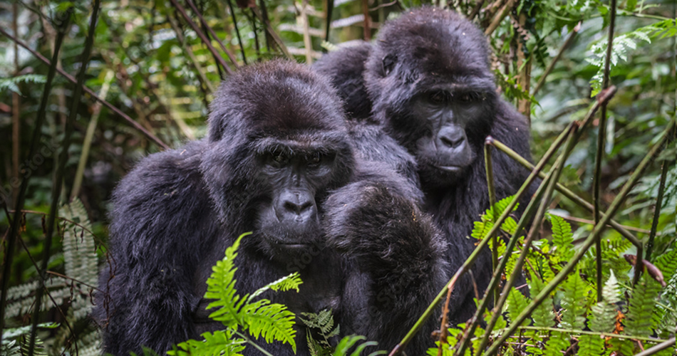 Uganda Luxury Safari – Wildlife, Chimps and  Gorillas