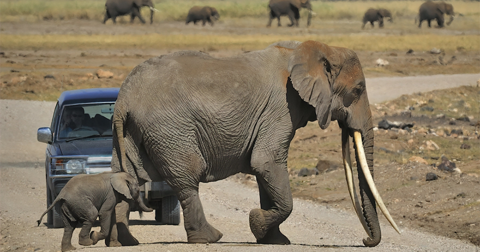 6 Days – Masai Mara and Amboseli (With flight from Mara to Amboseli)