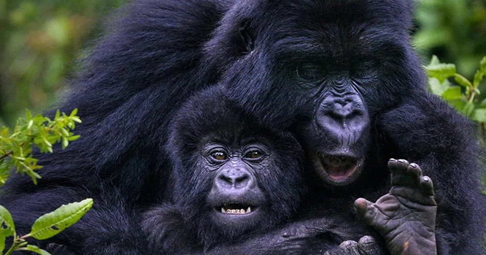 13 days 12 nights Uganda: Rwanda Wildlife and Gorilla Safari