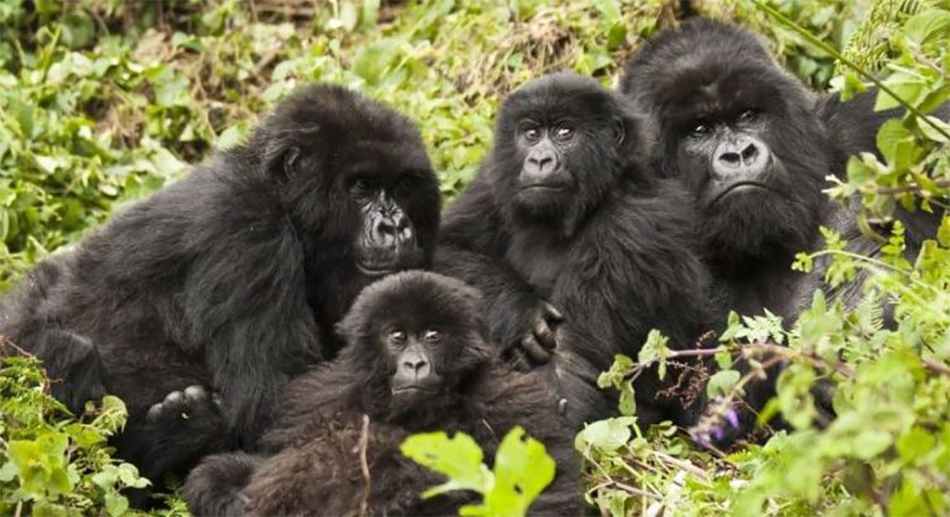 4 days Gorillas Rwanda